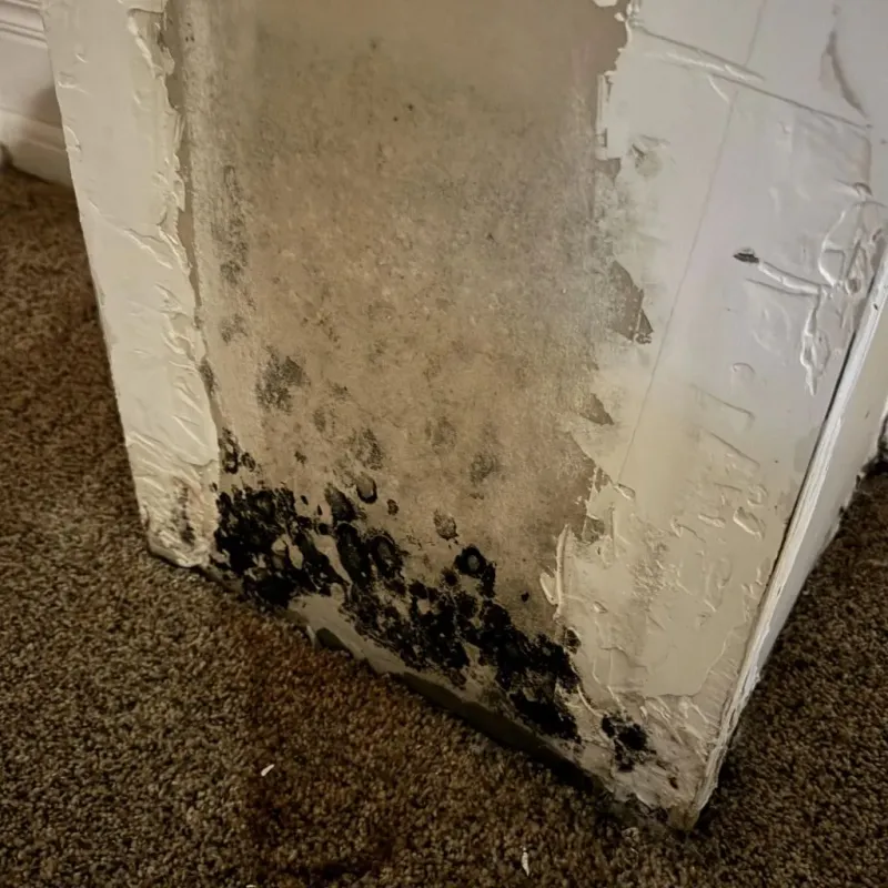 Professional Mold Removal in Wilmington, MA